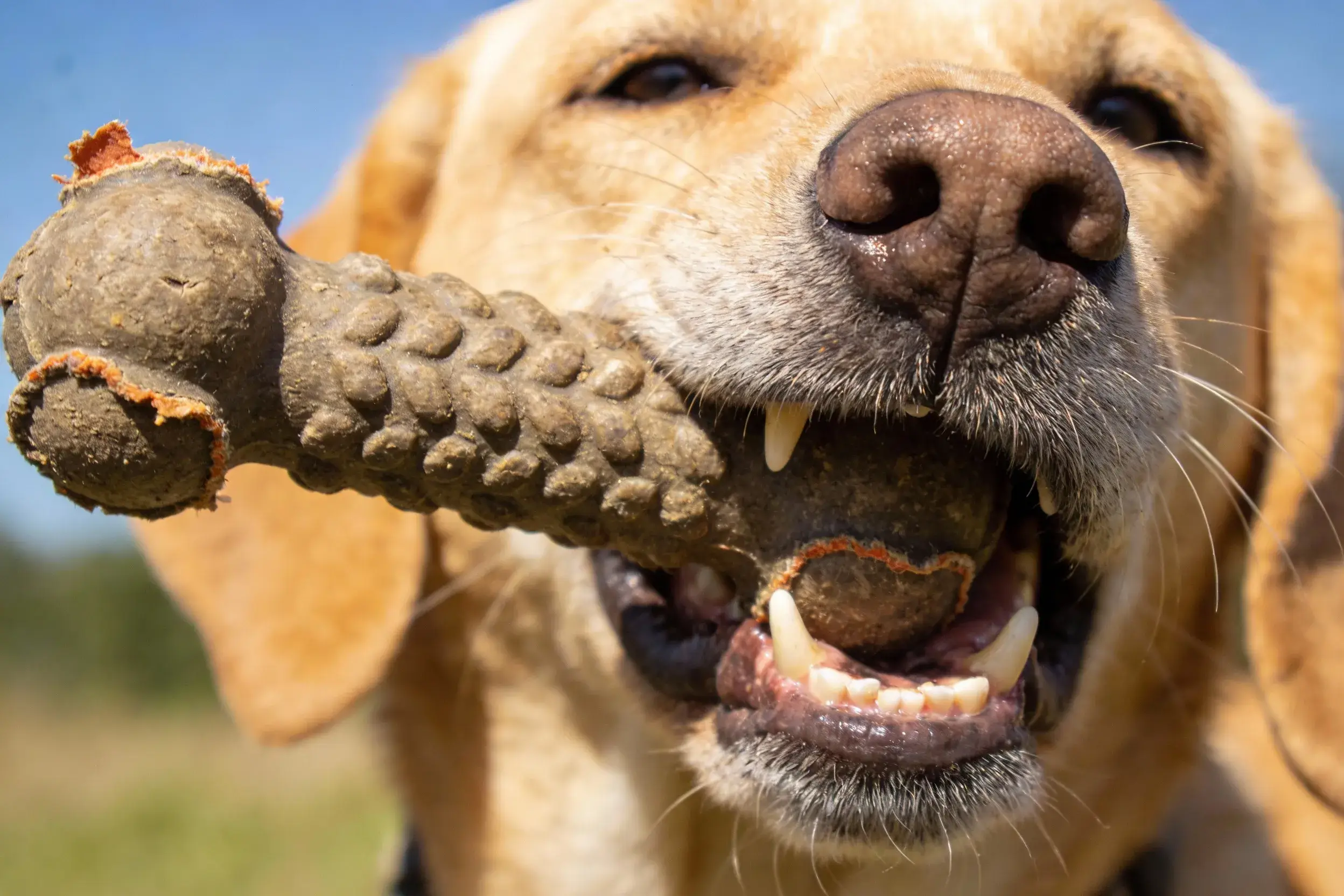 A powerful dog jaw holding a rugged chew toy