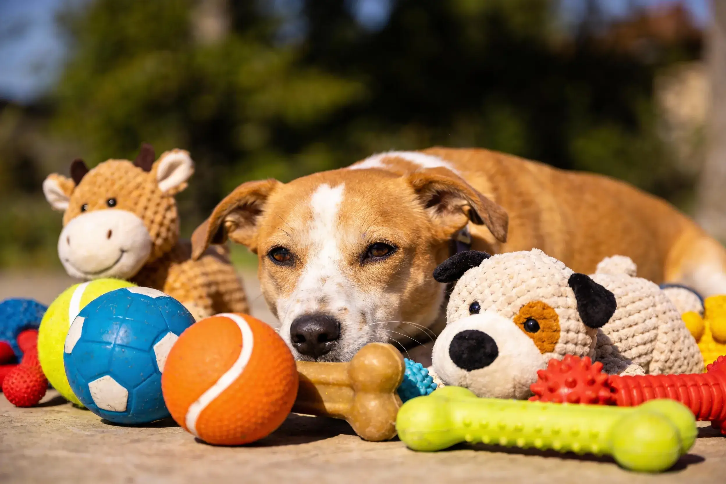 Dog surrounded by intact, rugged toys