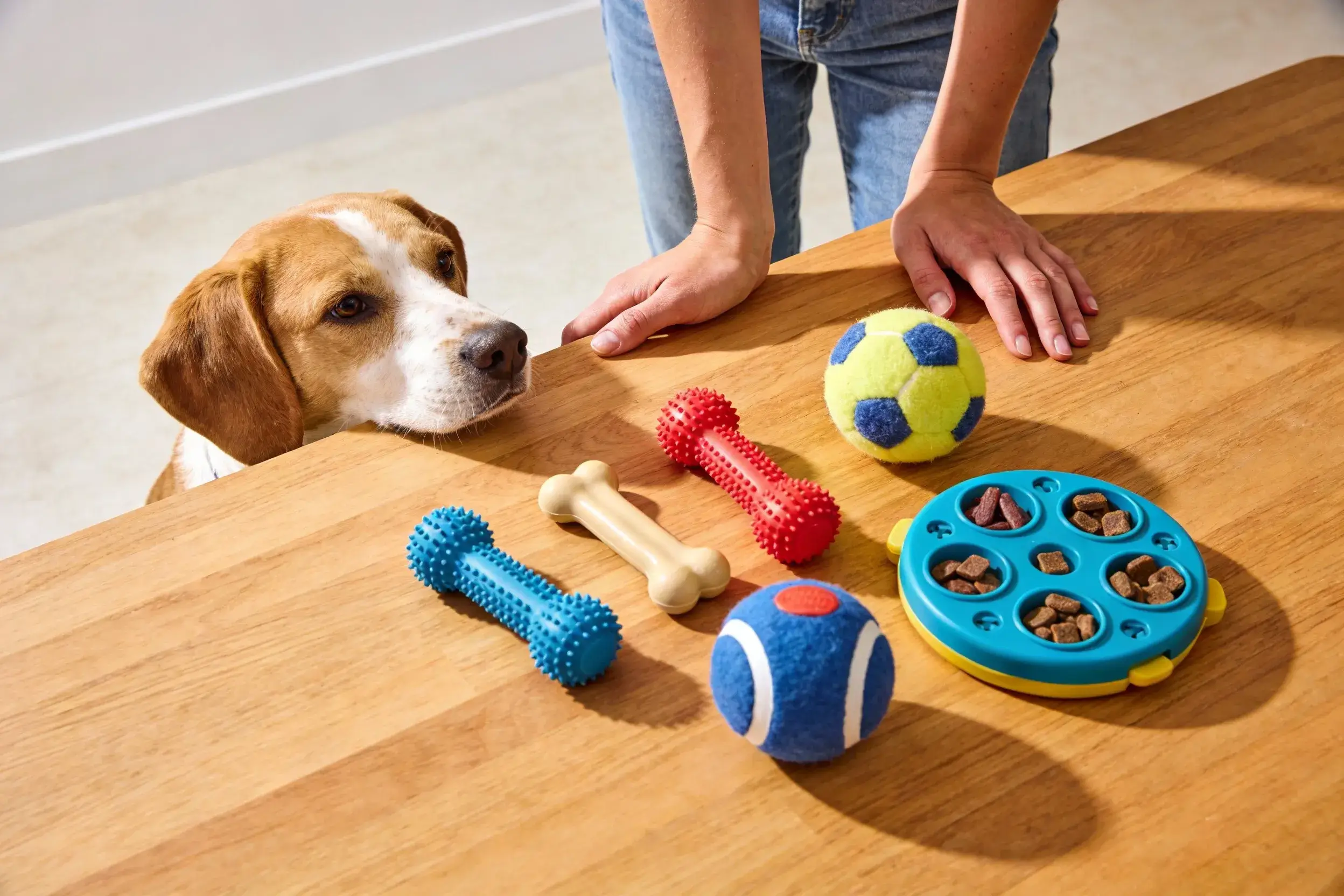 Dog owner comparing different training reward toys on a table
