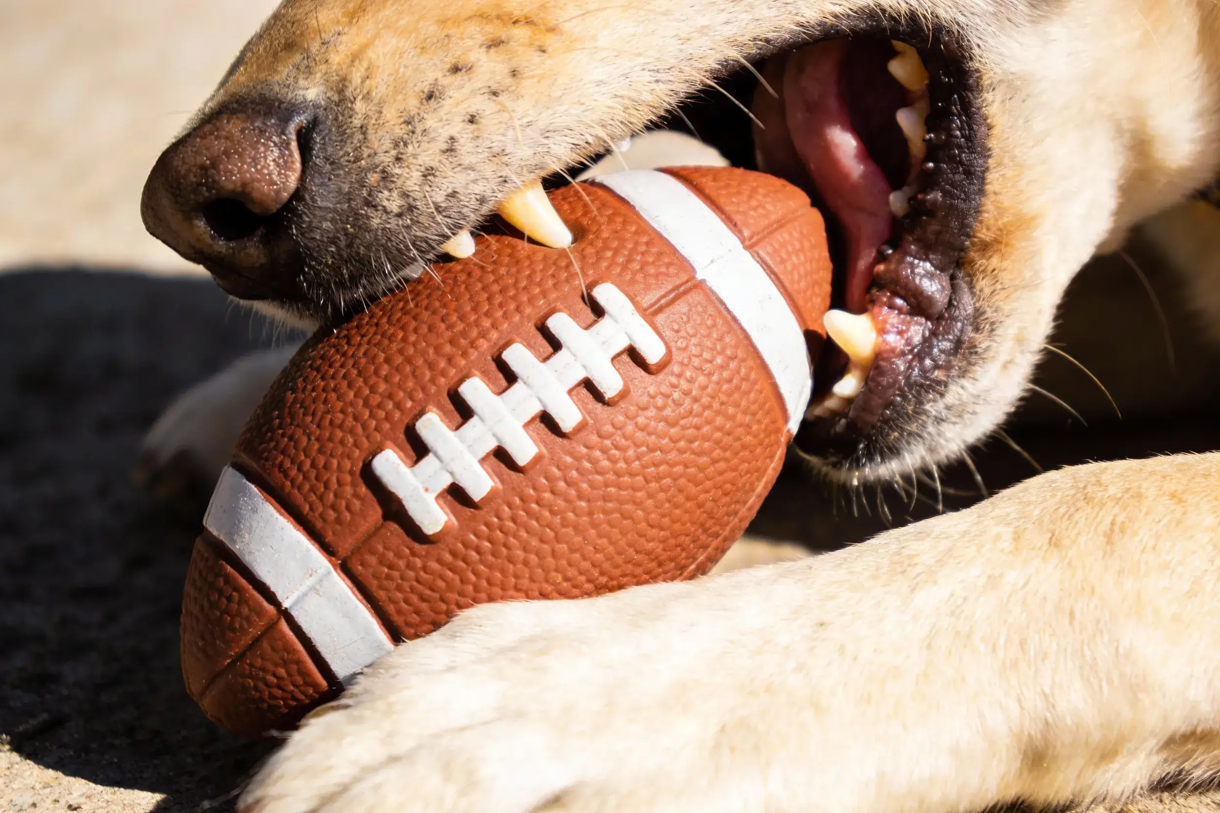 Close-up of a dog gripping a grooved football toy