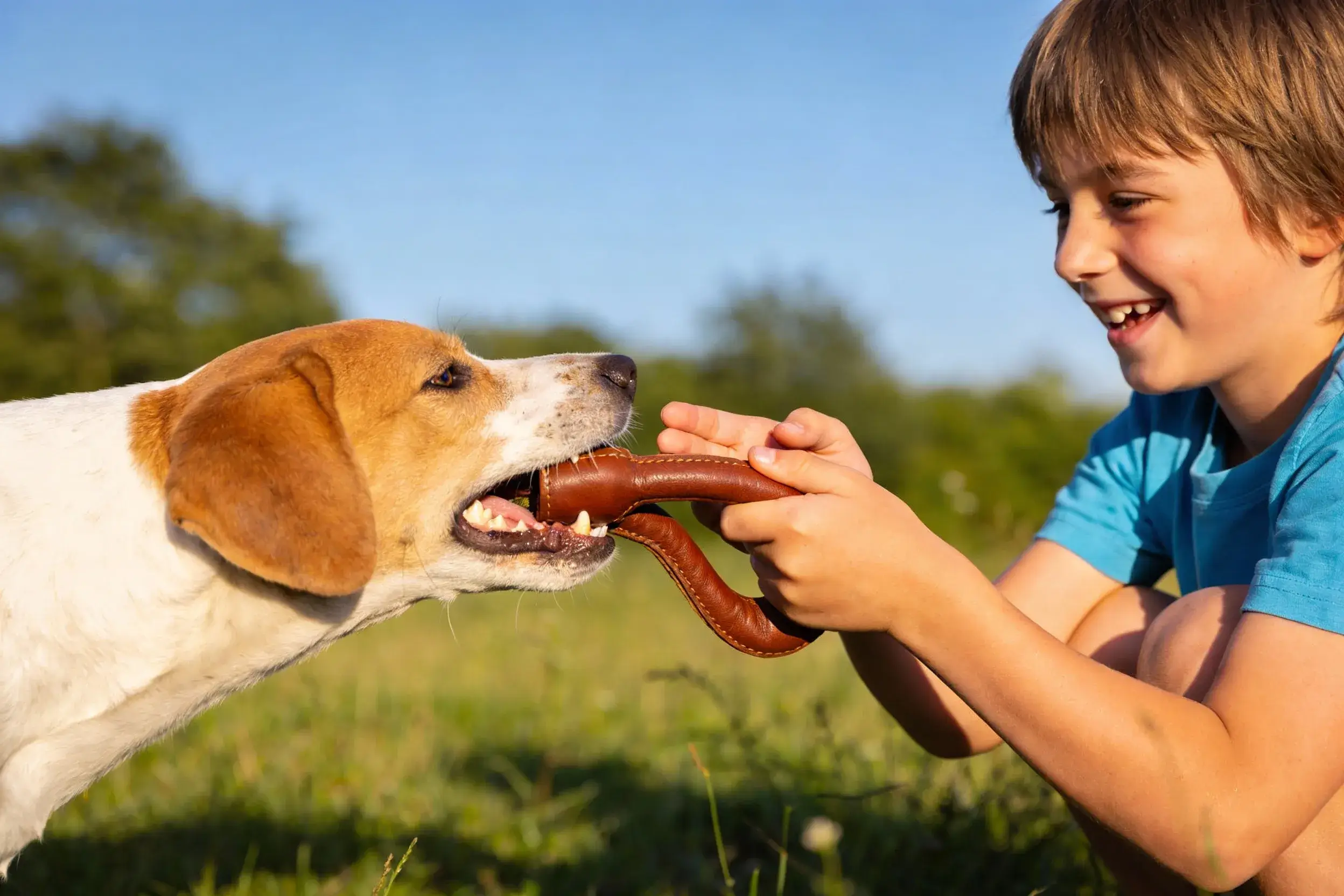 Leather dog toy tug-of-war between dog and owner
