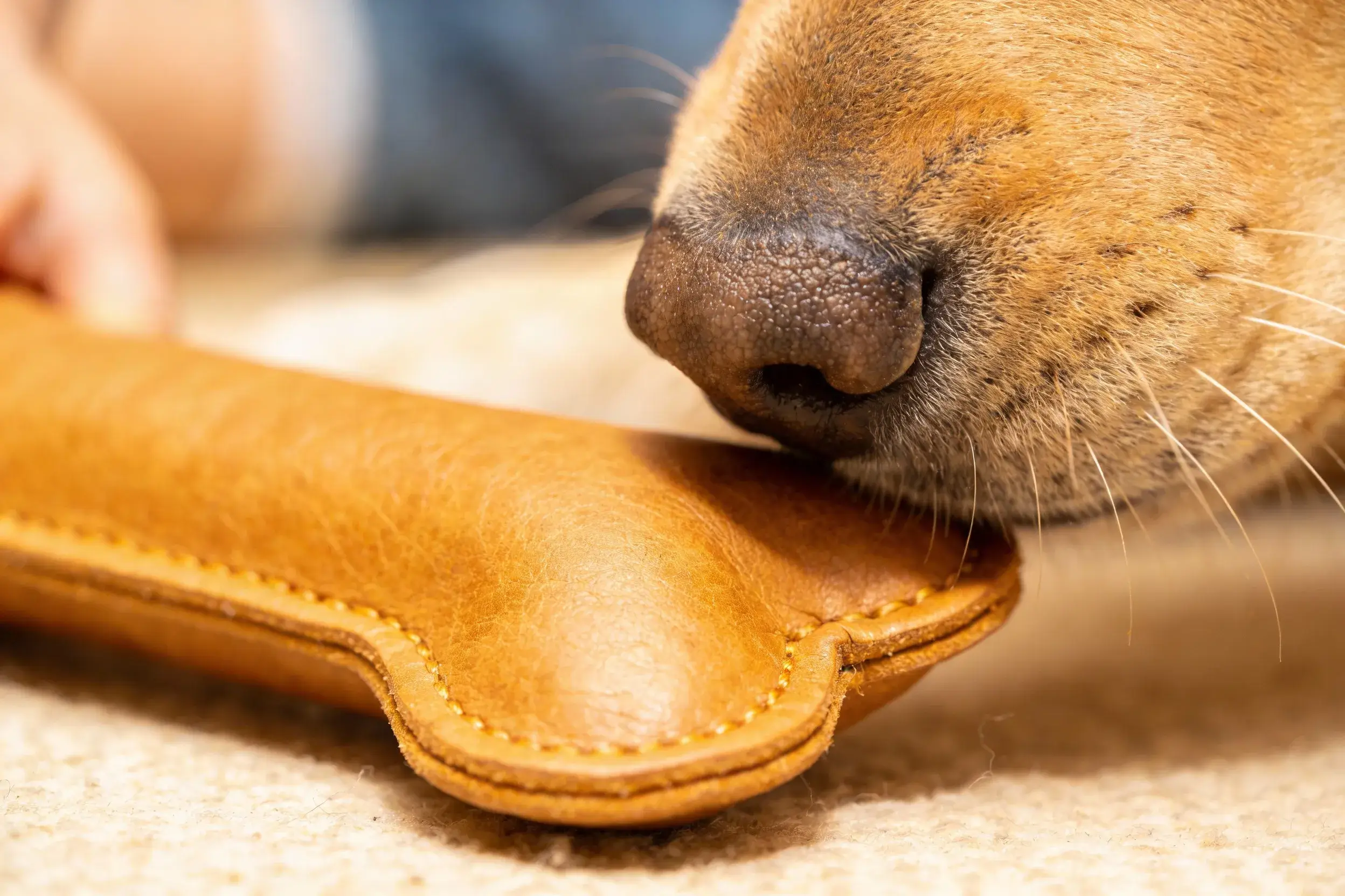 Close-up: Dog nose sniffing a leather chew toy