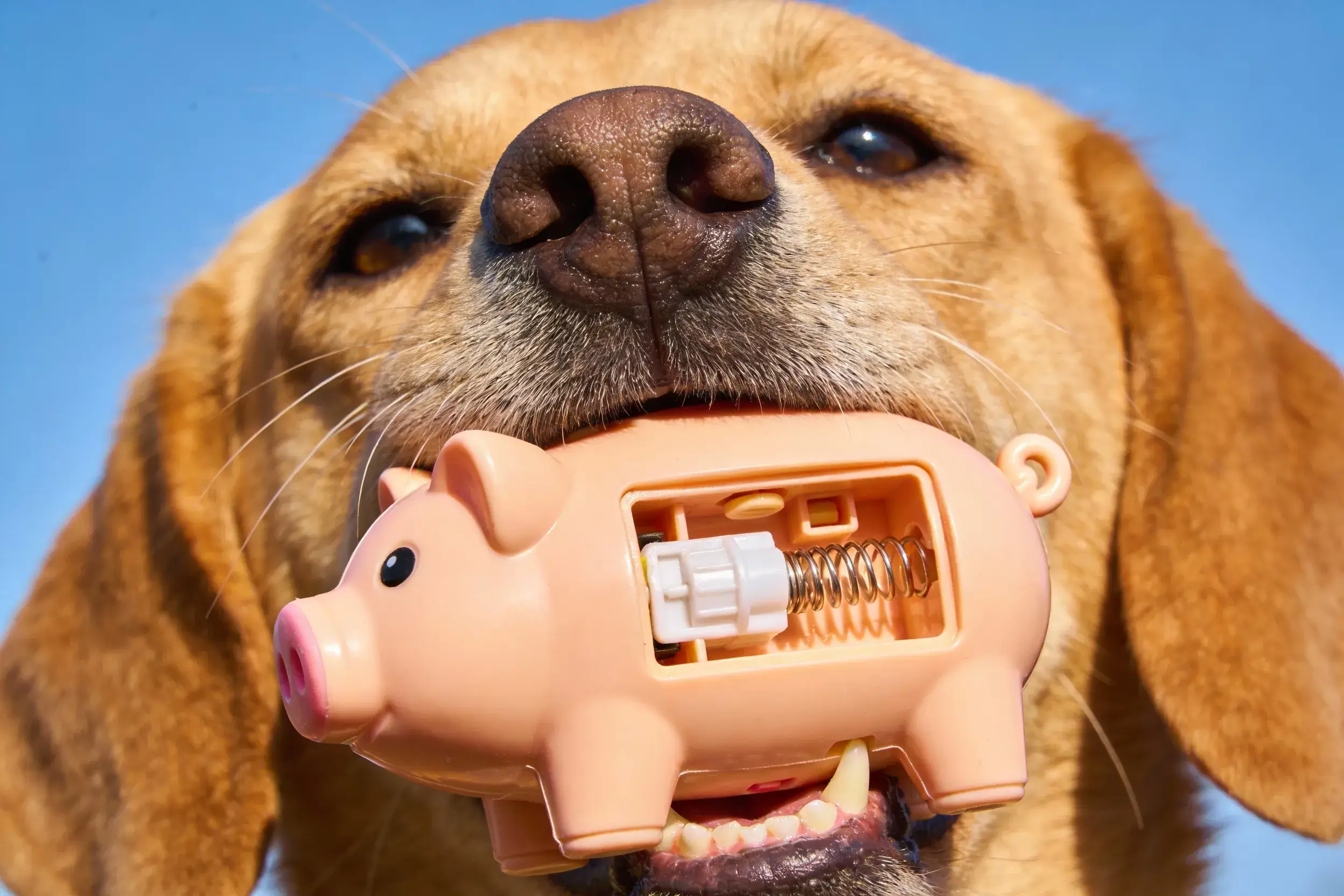 Close-up of a dog with a pig-shaped toy, highlighting the sound mechanism inside
